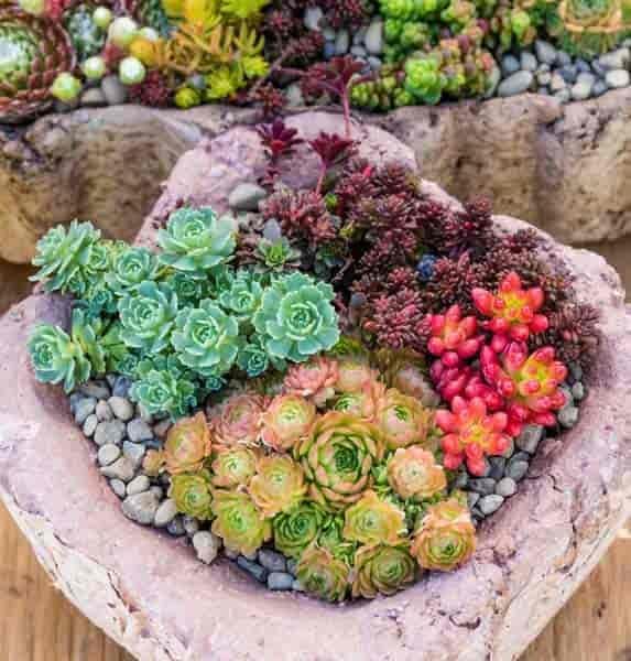 Sprout N Green Live Succulent Plants - Image 3
