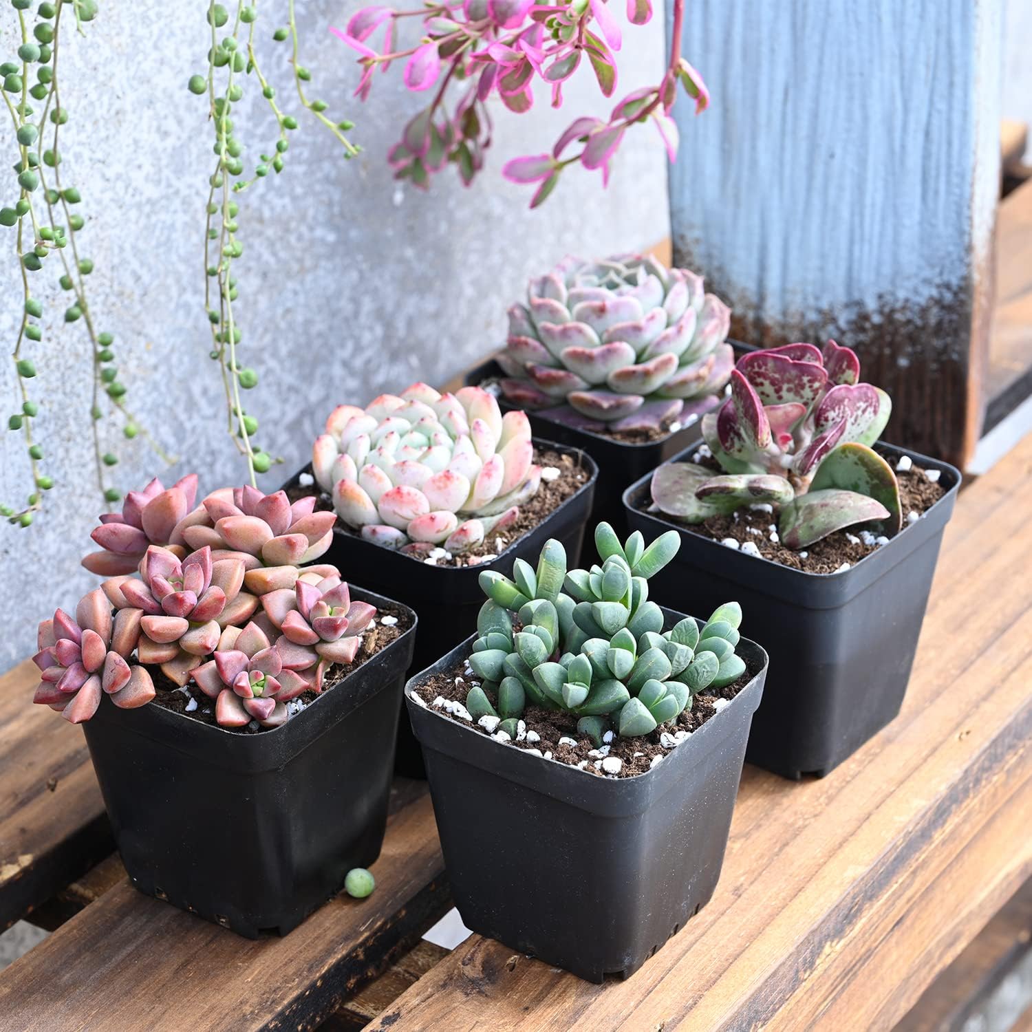 Sprout N Green Live Succulent Plants - Image 6