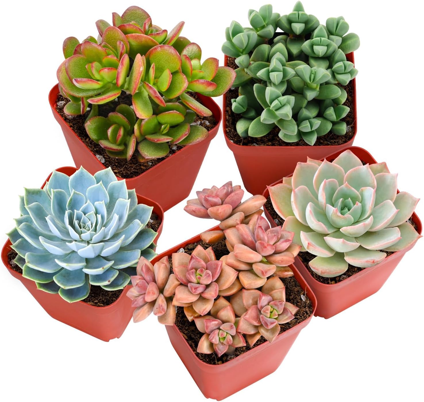 Sprout N Green Live Succulent Plants
